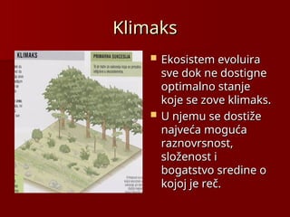 Klimaks
Klimaks
 Ekosistem evoluira
Ekosistem evoluira
sve dok ne dostigne
sve dok ne dostigne
optimalno stanje
optimalno stanje
koje se
koje se z
zove klimaks.
ove klimaks.
 U njemu se dostiže
U njemu se dostiže
najveća moguća
najveća moguća
raznovrsnost,
raznovrsnost,
složenost i
složenost i
bogatstvo sredine o
bogatstvo sredine o
kojoj je reč.
kojoj je reč.
 