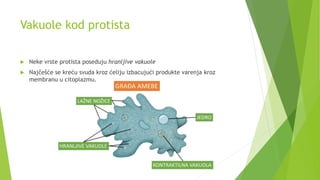Vakuole kod protista
 Neke vrste protista poseduju hranljive vakuole
 Najčešće se kreću svuda kroz ćeliju izbacujući produkte varenja kroz
membranu u citoplazmu.
 
