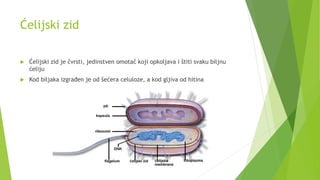 Ćelijski zid
 Ćelijski zid je čvrsti, jedinstven omotač koji opkoljava i štiti svaku biljnu
ćeliju
 Kod biljaka izgrađen je od šećera celuloze, a kod gljiva od hitina
 