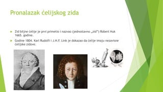 Pronalazak ćelijskog zida
 Zid biljne ćelije je prvi primetio i nazvao (jednostavno „zid”) Robert Huk
1665. godine.
 Godine 1804. Karl Rudolfi i J.H.F. Link je dokazao da ćelije imaju nezavisne
ćelijske zidove.
 