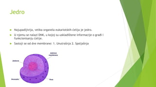Jedro
 Najupadljivija, velika organela eukariotskih ćelija je jedro.
 U njemu se nalazi DNK, u kojoj su uskladištene informacije o građi i
funkcionisanju ćelije.
 Sastoji se od dve membrane: 1. Unutrašnja 2. Spoljašnja
 