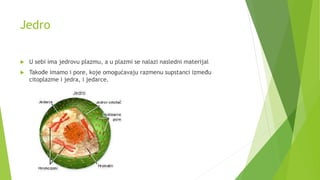 Jedro
 U sebi ima jedrovu plazmu, a u plazmi se nalazi nasledni materijal
 Takođe imamo i pore, koje omogućavaju razmenu supstanci između
citoplazme i jedra, i jedarce.
 