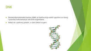 DNK
 Dezoksiribonukleinska kiselina (DNK) je kiselina koja sadrži uputstva za razvoj
i pravilno funkcionisanje svih živih organizama.
 Nalazi se u jedrovoj plazmi, a njeni delovi su geni.
 