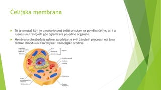 Ćelijska membrana
 To je omotač koji je u eukariotskoj ćeliji prisutan na površini ćelije, ali i u
njenoj unutrašnjosti gde ograničava pojedine organele.
 Membrana obezbeđuje uslove za odvijanje svih životnih procesa i održava
razlike između unutarćelijske i vanćelijske sredine.
 