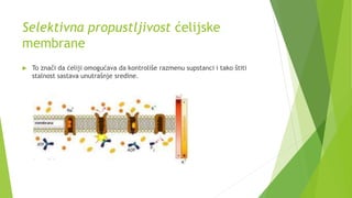 Selektivna propustljivost ćelijske
membrane
 To znači da ćeliji omogućava da kontroliše razmenu supstanci i tako štiti
stalnost sastava unutrašnje sredine.
 