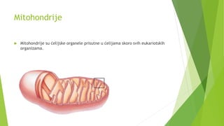 Mitohondrije
 Mitohondrije su ćelijske organele prisutne u ćelijama skoro svih eukariotskih
organizama.
 