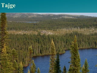 Tajge
 