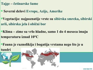 Tajge – četinarske šume
Severni delovi Evrope, Azije, Amerike
Vegetacija: najpoznatije vrste su sibirska smreka, sibirski
ariš, sibirska jela i obični bor
Klima – zime su vrlo hladne, samo 1 do 4 meseca imaju
temperaturu iznad 10°C
Fauna je raznolikija i bogatija vrstama nego što je u
tundri
 