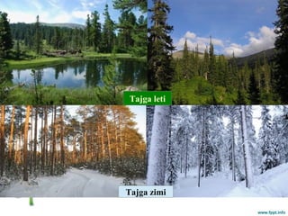 Tajga zimi
Tajga leti
 