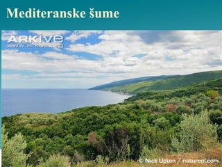 Mediteranske šume
 