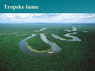 Tropske šume
 