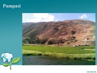 Pampasi
 