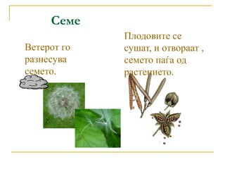 Семе
Ветерот го
разнесува
семето.
Плодовите се
сушат, и отвораат ,
семето паѓа од
растението.
 