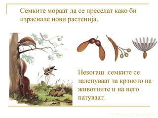 Семките мораат да се преселат како би
израснале нови растенија.
Некогаш семките се
залепуваат за крзното на
животните и на него
патуваат.
ЂУРЂИЦА СТОЈКОВИЋ
 
