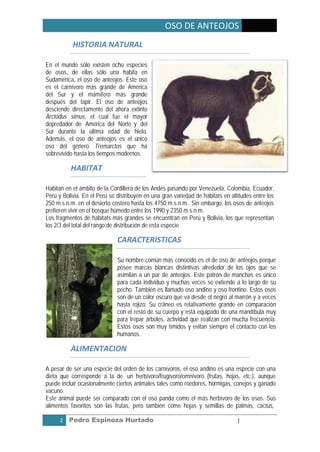 OSO DE ANTEOJOS
           HISTORIA NATURAL

En el mundo sólo existen ocho especies
de osos, de ellas sólo una habita en
Sudamérica, el oso de anteojos. Este oso
es el carnívoro más grande de América
del Sur y el mamífero más grande
después del tapir. El oso de anteojos
desciende directamente del ahora extinto
Arctodus simus, el cual fue el mayor
depredador de América del Norte y del
Sur durante la última edad de hielo.
Además, el oso de anteojos es el único
oso del género Tremarctos que ha
sobrevivido hasta los tiempos modernos.

          HABITAT

Habitan en el ámbito de la Cordillera de los Andes pasando por Venezuela, Colombia, Ecuador,
Perú y Bolivia. En el Perú se distribuyen en una gran variedad de hábitats en altitudes entre los
250 m.s.n.m. en el desierto costero hasta los 4750 m.s.n.m.. Sin embargo, los osos de anteojos
prefieren vivir en el bosque húmedo entre los 1990 y 2350 m.s.n.m.
Los fragmentos de hábitats más grandes se encuentran en Perú y Bolivia, los que representan
los 2/3 del total del rango de distribución de esta especie

                              CARACTERISTICAS

                              Su nombre común más conocido es el de oso de anteojos porque
                              posee marcas blancas distintivas alrededor de los ojos que se
                              asimilan a un par de anteojos. Este patrón de manchas es único
                              para cada individuo y muchas veces se extiende a lo largo de su
                              pecho. También es llamado oso andino y oso frontino. Estos osos
                              son de un color oscuro que va desde el negro al marrón y a veces
                              hasta rojizo. Su cráneo es relativamente grande en comparación
                              con el resto de su cuerpo y está equipado de una mandíbula muy
                              para trepar árboles, actividad que realizan con mucha frecuencia.
                              Estos osos son muy tímidos y evitan siempre el contacto con los
                              humanos.

          ALIMENTACION

A pesar de ser una especie del orden de los carnívoros, el oso andino es una especie con una
dieta que corresponde a la de un herbívoro/frugívoro/omnívoro (frutas, hojas, etc.), aunque
puede incluir ocasionalmente ciertos animales tales como roedores, hormigas, conejos y ganado
vacuno.
Este animal puede ser comparado con el oso panda como el más herbívoro de los osos. Sus
alimentos favoritos son las frutas, pero también come hojas y semillas de palmas, cactus,

      2   Pedro Espinoza Hurtado                                                 |
 