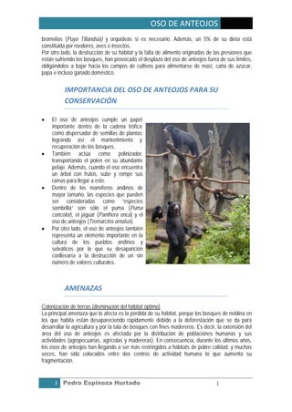 OSO DE ANTEOJOS
bromelias (Puya Tillandsia) y orquídeas si es necesario. Además, un 5% de su dieta está
constituida por roedores, aves e insectos.
Por otro lado, la destrucción de su hábitat y la falta de alimento originadas de las presiones que
están sufriendo los bosques, han provocado el desplazo del oso de anteojos fuera de sus límites,
obligándolos a bajar hacia los campos de cultivos para alimentarse de maíz, caña de azúcar,
papa e incluso ganado doméstico.


          IMPORTANCIA DEL OSO DE ANTEOJOS PARA SU
          CONSERVACIÓN

•   El oso de anteojos cumple un papel
    importante dentro de la cadena trófica
    como dispersador de semillas de plantas
    logrando así el mantenimiento y
    recuperación de los bosques.
•   También actúa como polinizador,
    transportando el polen en su abundante
    pelaje. Además, cuando el oso encuentra
    un árbol con frutos, sube y rompe sus
    ramas para llegar a este.
•   Dentro de los mamíferos andinos de
    mayor tamaño, las especies que pueden
    ser consideradas como “especies
    sombrilla” son sólo el puma (Puma
    concolor), el jaguar (Panthera onca) y el
    oso de anteojos (Tremarctos ornatus).
•   Por otro lado, el oso de anteojos también
    representa un elemento importante en la
    cultura de los pueblos andinos y
    selváticos por lo que su desaparición
    conllevaría a la destrucción de un sin
    número de valores culturales.



          AMENAZAS

Colonización de tierras (disminución del hábitat óptimo)
La principal amenaza que lo afecta es la pérdida de su hábitat, porque los bosques de neblina en
los que habita están desapareciendo rápidamente debido a la deforestación que se da para
desarrollar la agricultura y por la tala de bosques con fines madereros. Es decir, la extensión del
área del oso de anteojos es afectada por la distribución de poblaciones humanas y sus
actividades (agropecuarias, agrícolas y madereras). En consecuencia, durante los últimos años,
los osos de anteojos han llegando a ser más restringidos a hábitats de pobre calidad, y muchas
veces, han sido colocados entre dos centros de actividad humana lo que aumenta su
fragmentación.


      3   Pedro Espinoza Hurtado                                                  |
 