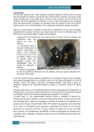 OSO DE ANTEOJOS
Cacería furtiva
Por otro lado, desde los años 1800, cuando los españoles llegaron a América del Sur, lososos
han sido matados por deporte y por invadir tierras pertenecientes al hombre. Hoy en día, están
siendo afectados por la caza furtiva por la creencia de que las garras del oso tienen un uso
medicinal. Otro factor importante con relación a su caza, es que los terratenientes los consideran
como una amenaza para su ganado y los agricultores para sus campos de maíz, por lo que los
matan al verlos cerca o echan pesticidas en los campos para mantenerlos alejados o matarlos.

Dados sus requerimientos de hábitat y la baja tasa de reproducción de los osos de anteojos
probablemente no puedan mantenerse por largo tiempo con la tasa de mortandad actual. Por
dicha razón se han tomado algunas medidas para protegerlos:
    - Según el D.S. Nº 013-99-AG del 19 de mayo de 1999, en el Perú, el osos de anteojos está
    considerado como una
    especie en vías de
    extinción.
    - La Convención sobre el
    Comercio Internacional de
    Especies Amenazadas de
    Fauna y Flora Silvestres
    (CITES), de la cual el Perú
    es firmante, incluye al oso
    de anteojos dentro del
    Apéndice I desde 1977,
    catalogándolo como una
    especie de “vulnerable a
    extinción”.
    - El grupo de especialistas
    en osos de la UICN ha clasificado al oso de anteojos como una especie vulnerable en la
    lista roja de 1996 y 2000.

En el Perú existen 10 áreas naturales protegidas por el estado que incluyen al oso de anteojos
como especie protegida dentro de su territorio, estas son: Los Parques Nacionales de Cerro de
Amotape, Cutervo, Río Abiseo, Huascarán, Yanachaga-Chemillén, Tingo María y Manu; los
Santuarios Nacionales de Tabaconas-Namballe y Ampay y el Santuario Histórico de Machu
Picchu.
Por todas estas razones, se está realizando algunos esfuerzos para propiciar la investigación y el
manejo efectivo, con el fin de sentar las bases para la conservación de esta carismática especie
y sus hábitats. Dentro de las iniciativas apoyadas por el programa se encuentran:
En primer lugar, se está proporcionando asistencia técnica y económica al proyecto de
reintroducción del oso de anteojos en el Area de Conservación Privada “Chaparri” perteneciente
a la Comunidad Santa Catalina de Chongoyape en Chiclayo. Este proyecto es coordinado con el
apoyo de Heinz Plenge y Bernard Peyton. WWF-OPP también esta apoyando a esta comunidad
en el “Taller de entrenamiento para comuneros responsables del manejo de sus recursos
naturales en la Costa Norte del Perú”, el cual se realizará en octubre de este año. Este taller
busca entrenar a 20 Guardaparques del INRENA e incluirá la participación de miembros de la
Comunidad, líderes regionales, estudiantes y profesores de la Universidad Nacional Pedro Ruiz
Gallo (Chiclayo).


      4   Pedro Espinoza Hurtado                                                 |
 
