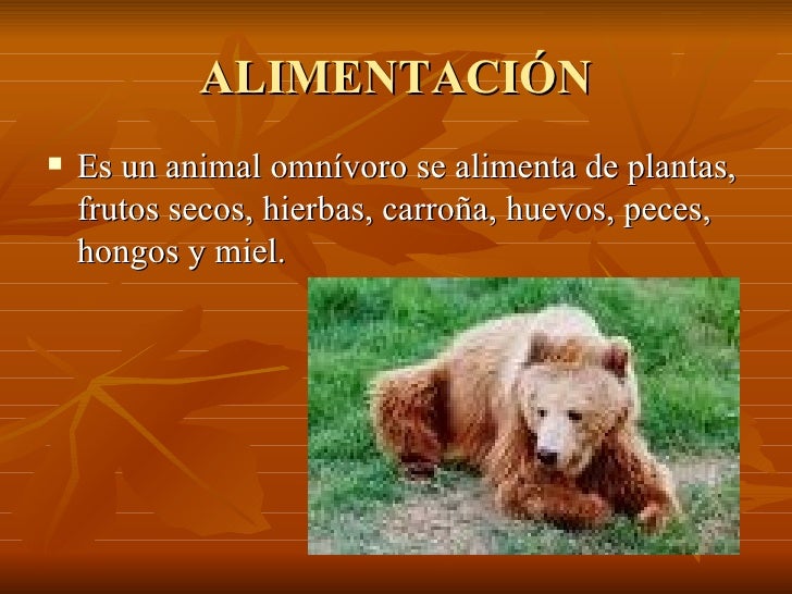 El Oso Pardo
