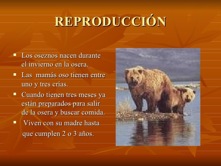 El Oso Pardo