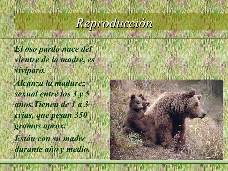 Oso Pardo Presentacion Oso Pardo Presentacion