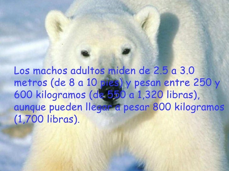 Oso Polar