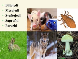 Biljojedi
Mesojedi
Svaštojedi
Saprofiti
Paraziti
 