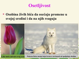 Osetljivost
Osobina živih bića da osećaju promene u
svojoj sredini i da na njih reaguju
Lala noću zatvara svoj cvet Polarna lisica menja boju krzna u zavisnosti od spoljašnje okoline
 