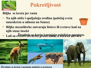 Pokretljivost
Biljke se kreću jer rastu
Na njih utiče i spoljašnja sredina (položaj cveta
suncokreta u odnosu na Sunce)
Biljke mesožderke zatvaraju listove ili cvetove kad na
njih stane insekt
Lali su cvetovi otvoreni preko dana, a noću ih zatvaraŽivotinje se kreću i menjaju položaj u prostoru.
Životinje se kreću i menjaju položaj u prostoru
 