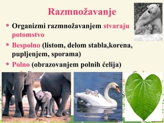 Razmnožavanje
Organizmi razmnožavanjem stvaraju
potomstvo
Bespolno (listom, delom stabla,korena,
pupljenjem, sporama)
Polno (obrazovanjem polnih ćelija)
 