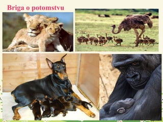 Briga o potomstvu
 