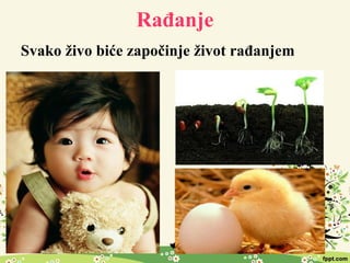 Rađanje
Svako živo biće započinje život rađanjem
 