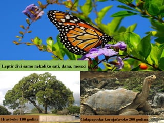 Leptir živi samo nekoliko sati, dana, meseci
Hrast-oko 100 godina Galapagoska kornjača-oko 200 godina
 