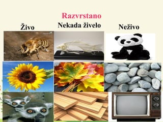 Razvrstano
Živo NeživoNekada živelo
 