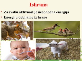 Ishrana
Za svaku aktivnost je neophodna energija
Energiju dobijamo iz hrane
 