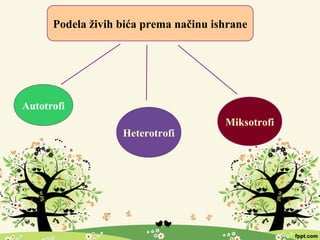 Podela živih bića prema načinu ishrane
Autotrofi
Heterotrofi
Miksotrofi
 