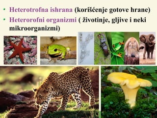 Heterotrofna ishrana (korišćenje gotove hrane)
Heterorofni organizmi ( životinje, gljive i neki
mikroorganizmi)
 