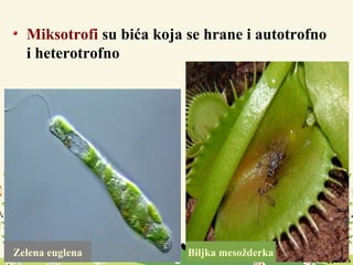 Miksotrofi su bića koja se hrane i autotrofno
i heterotrofno
Zelena euglena Biljka mesožderka
 