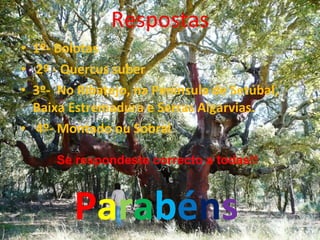 Respostas 1º- Bolotas 2º - Quercus suber 3º-  No Ribatejo, na Península de Setúbal, Baixa Estremadura e Serras Algarvias. 4º- Montado ou Sobral Se respondeste correcto a todas!! P a r a b é n s 