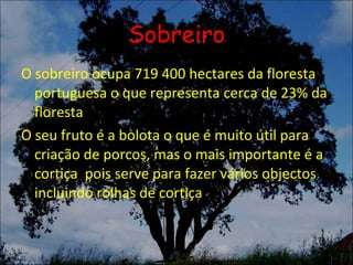 Sobreiro O sobreiro ocupa 719 400 hectares da floresta portuguesa o que representa cerca de 23% da floresta O seu fruto é a bolota o que é muito útil para criação de porcos, mas o mais importante é a cortiça  pois serve para fazer vários objectos incluindo rolhas de cortiça 