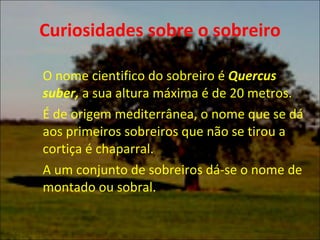 Curiosidades sobre o sobreiro O nome cientifico do sobreiro é  Quercus suber,  a sua altura máxima é de 20 metros. É de origem mediterrânea, o nome que se dá aos primeiros sobreiros que não se tirou a  cortiça é chaparral.  A um conjunto de sobreiros dá-se o nome de  montado ou sobral.  