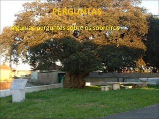 PERGUNTAS Algumas perguntas sobre os sobreiros  