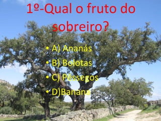 1º-Qual o fruto do sobreiro? A) Ananás B) Bolotas C) Pêssegos D)Banana 
