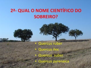2ª- QUAL O NOME CIENTÍFICO DO SOBREIRO? Quercus ruber Quercus ilex Quercus  suber Quercus pyrenaica 