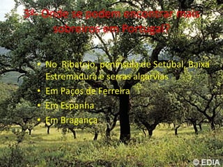 3ª- Onde se podem encontrar mais sobreiros em Portugal? No  Ribatejo, península de Setúbal, Baixa Estremadura e serras algarvias  Em Paços de Ferreira Em Espanha Em Bragança 