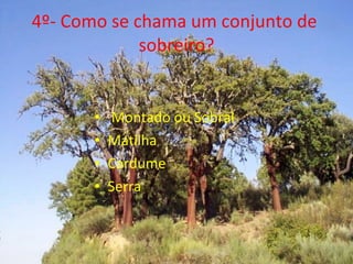 4º- Como se chama um conjunto de  sobreiro? Montado ou Sobral Matilha Cardume Serra 