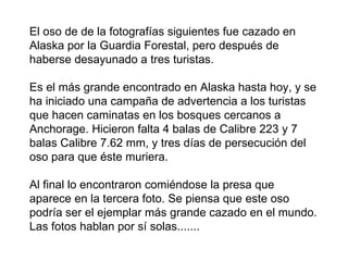 El oso de de la fotografías siguientes fue cazado en Alaska por la Guardia Forestal, pero después de haberse desayunado a tres turistas. Es el más grande encontrado en Alaska hasta hoy, y se ha iniciado una campaña de advertencia a los turistas que hacen caminatas en los bosques cercanos a Anchorage. Hicieron falta 4 balas de Calibre 223 y 7 balas Calibre 7.62 mm, y tres días de persecución del oso para que éste muriera. Al final lo encontraron comiéndose la presa que aparece en la tercera foto. Se piensa que este oso podría ser el ejemplar más grande cazado en el mundo. Las fotos hablan por sí solas.......  