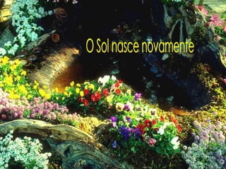 O Sol nasce novamente 
