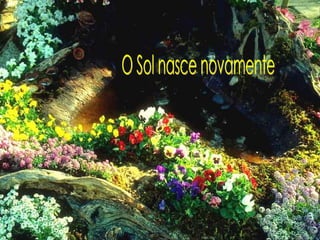 O Sol nasce novamente 