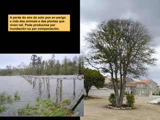 A perda do aire do solo pon en perigo
a vida dos animais e das plantas que
viven nel. Pode producirse por
inundación ou por compactación.

 