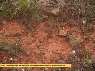 Solo ultrabásico de serpentinas, con especies de plantas pouco comúns.

 